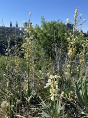 Yucca filamentosa