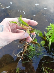 Potamogeton lucens