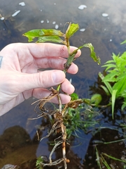 Potamogeton lucens