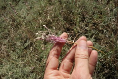 Allium praescissum