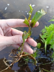 Potamogeton lucens