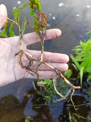 Potamogeton lucens