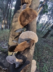 Polyporaceae