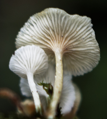 Resinomycena rhododendri