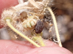 Odontoscelis lineola