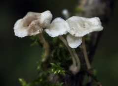 Resinomycena rhododendri