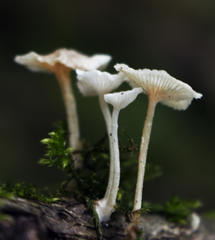 Resinomycena rhododendri