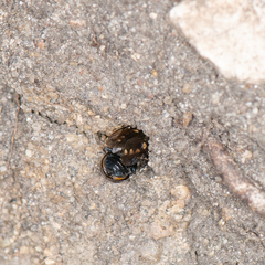 Entomognathus memorialis