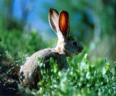 Yarkand Hare photo 2