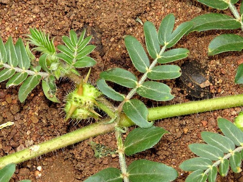 Tribulus image