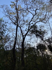 Parapiptadenia rigida