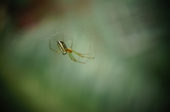 Leucauge blanda