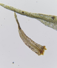 Dicranella rufescens