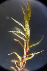Dicranella rufescens