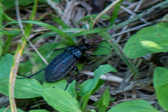Carabus clatratus