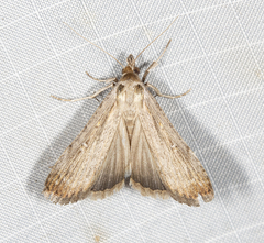 Tathorhynchus fallax