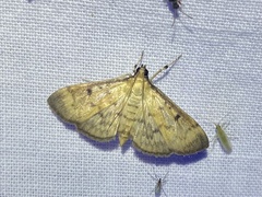 Herpetogramma fluctuosalis