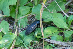 Carabus clatratus