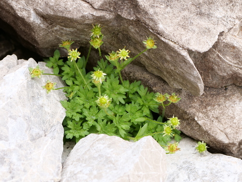 Image of Saxifraga aphylla by (c) Wolfgang Jauch, some rights reserved (CC BY)