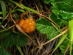Rubus rolfei