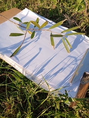 Terminalia australis