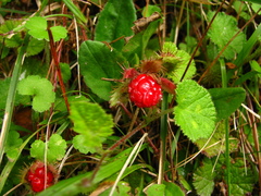 Rubus pectinellus