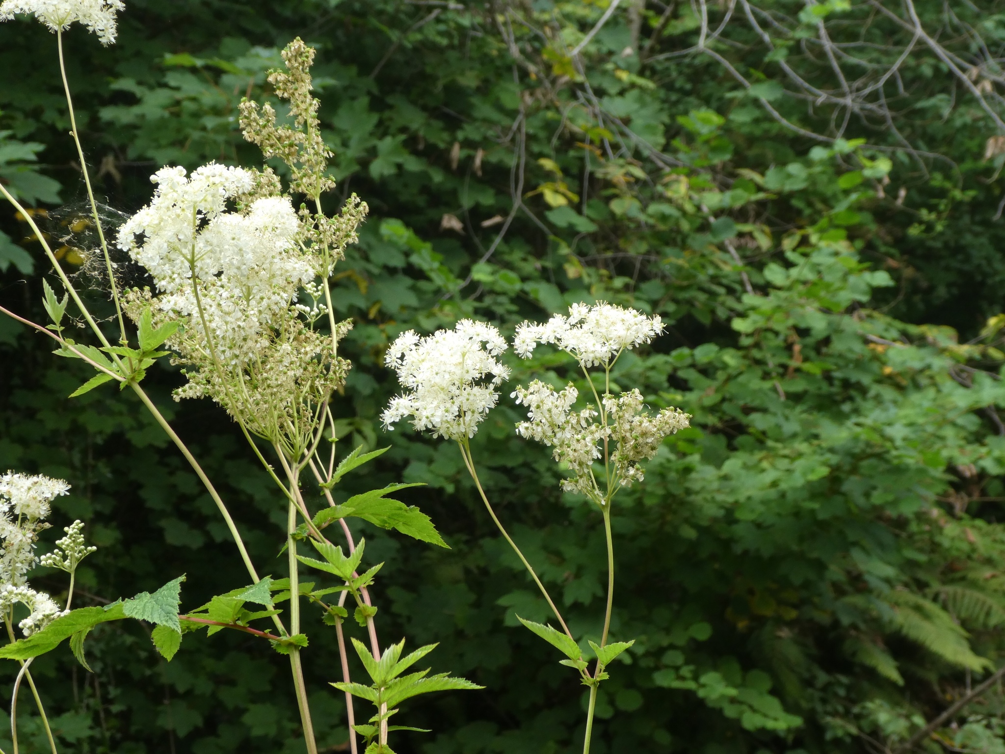 Ulmária (Filipendula ulmaria): origem e usos — foto 2