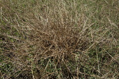 Pholiurus pannonicus