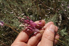 Allium praescissum