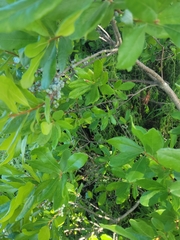 Morella pensylvanica