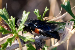 Stizoides renicinctus