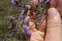 Limonium tomentellum