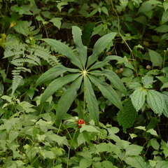 Paris polyphylla stenophylla