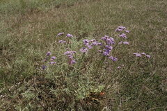 Limonium tomentellum