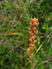 Aletris formosana