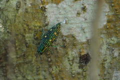 Nipponobuprestis amabilis