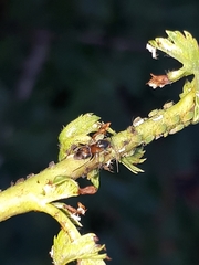 Pilophorus perplexus