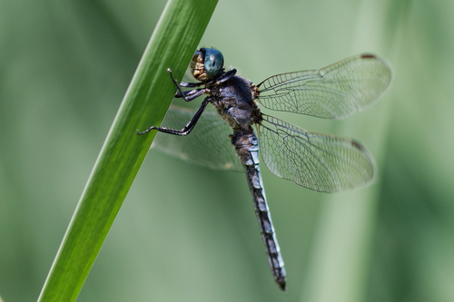 Keeled Skimmer