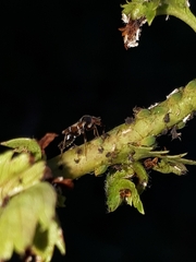 Pilophorus perplexus