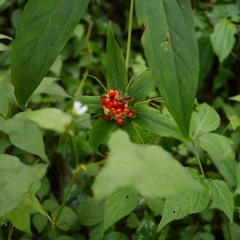Paris polyphylla stenophylla