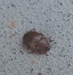 Stelidota geminata