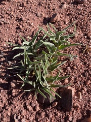 Asclepias macrosperma