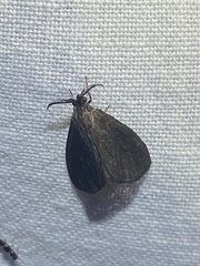 Cryptothelea nigrita