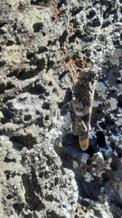 Oedipoda fuscocincta