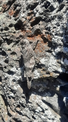 Oedipoda fuscocincta