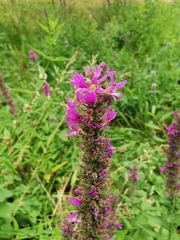 Lythrum salicaria