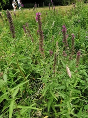 Lythrum salicaria