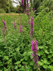Lythrum salicaria