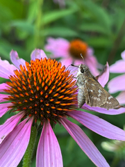 Atalopedes campestris