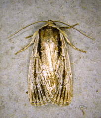 Sympistis badistriga